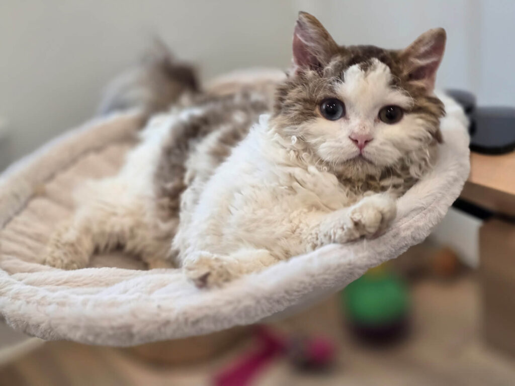 devon-kittens-cats-cattery-breeding-kings-queens-1