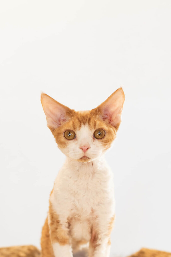 devon-kittens-cats-cattery-breeding-kings-queens-12