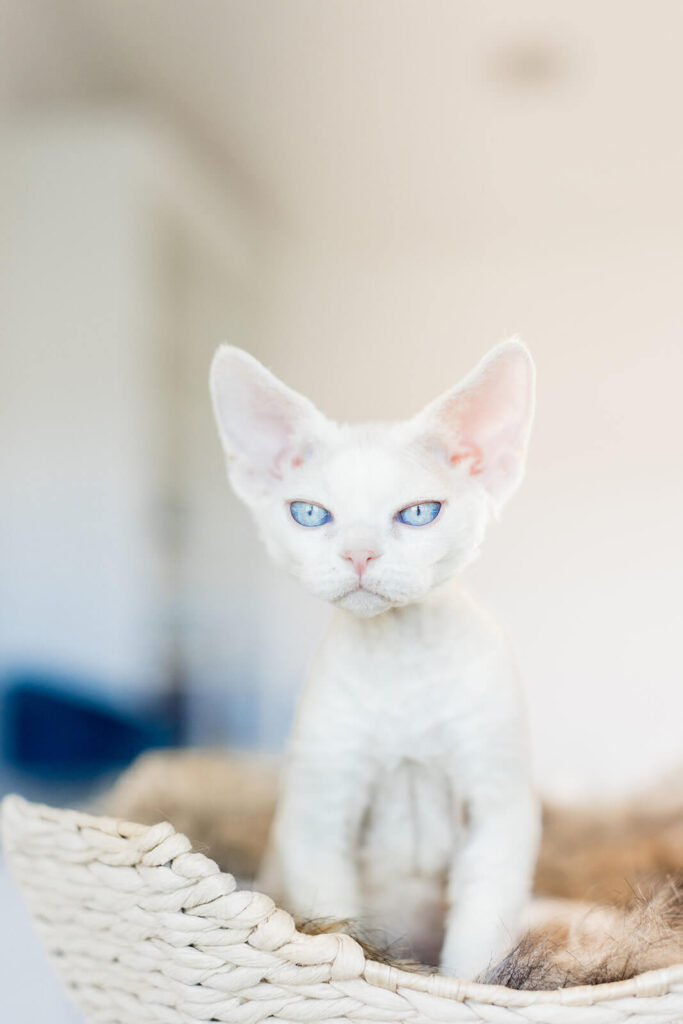 devon-kittens-cats-cattery-breeding-kings-queens-13