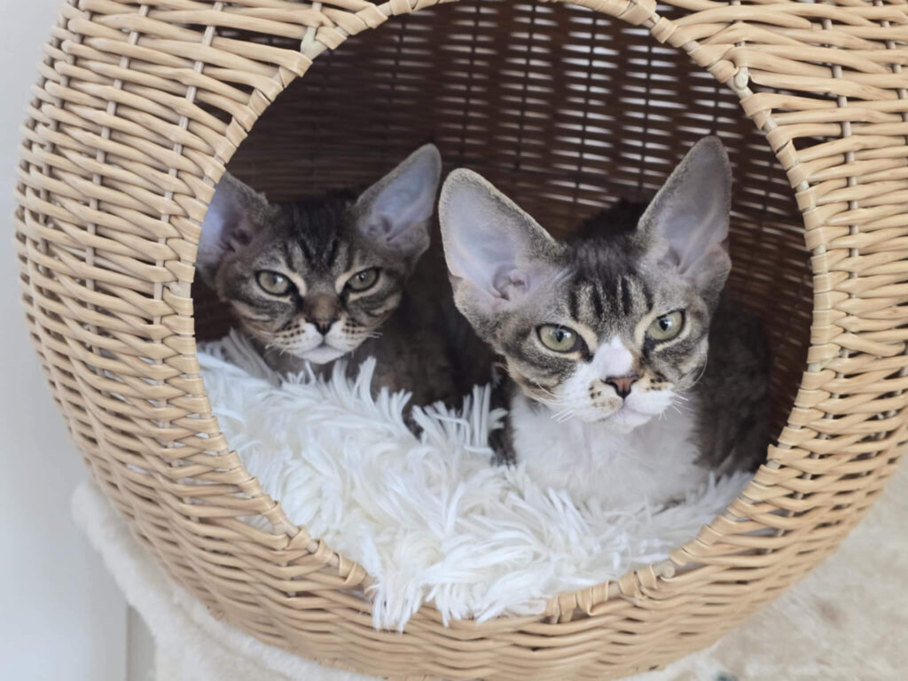 devon-kittens-cats-cattery-breeding-kings-queens-15