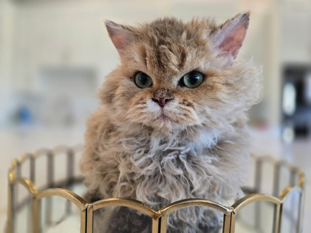 devon-kittens-cats-cattery-breeding-kings-queens-2