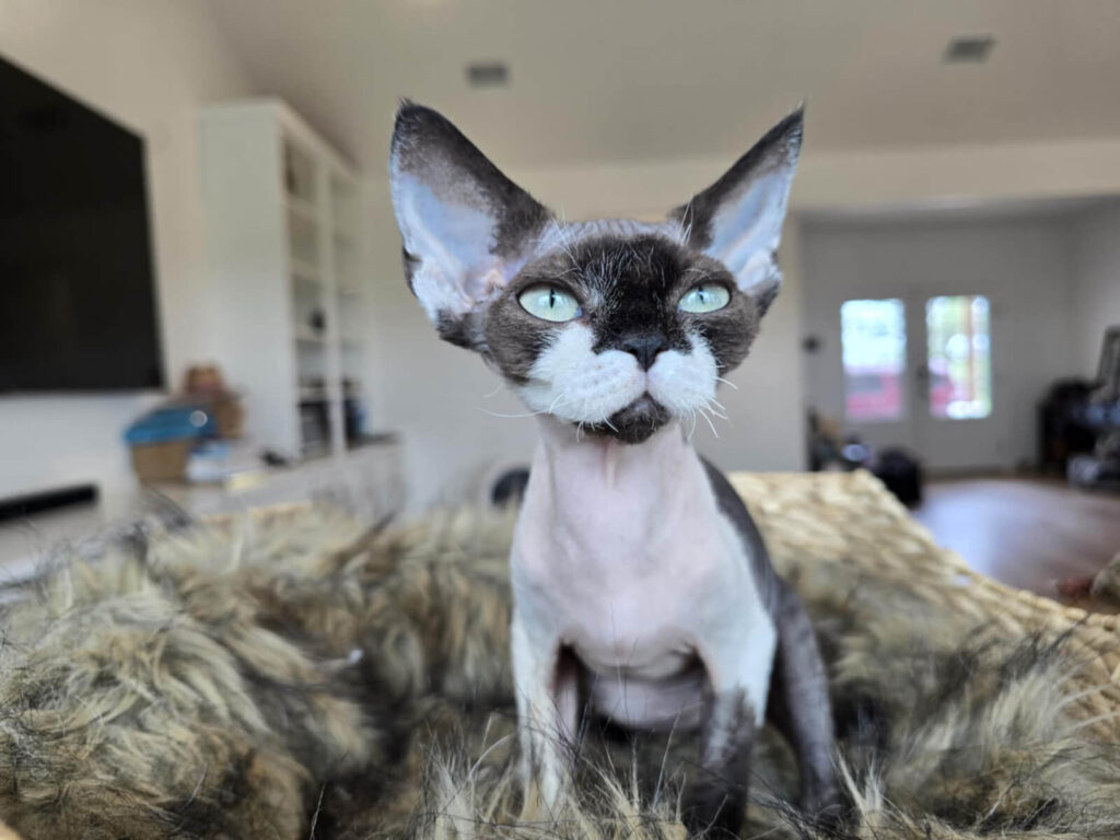 devon-kittens-cats-cattery-breeding-kings-queens-3