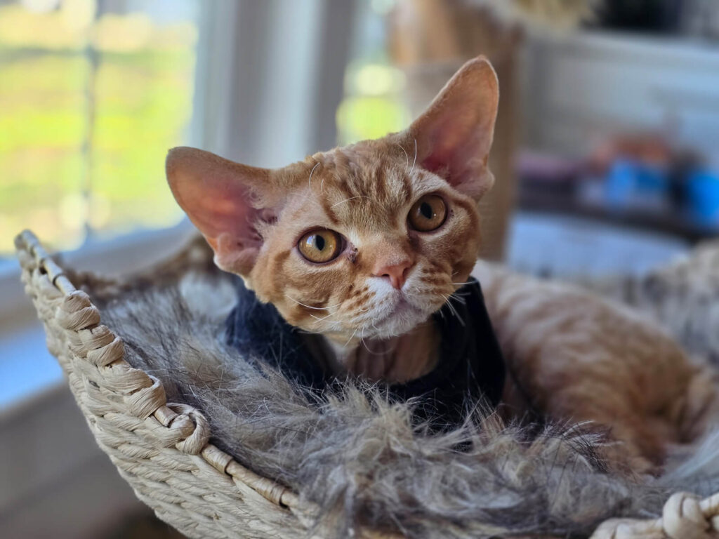 devon-kittens-cats-cattery-breeding-kings-queens-4