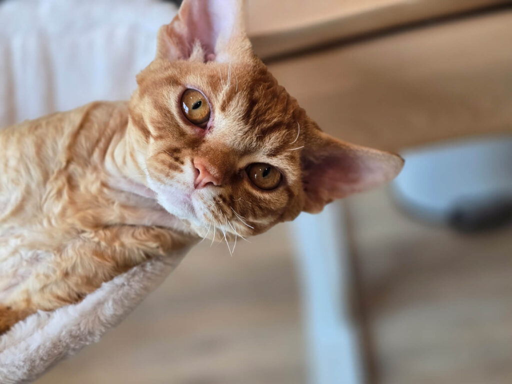 devon-kittens-cats-cattery-breeding-kings-queens-5